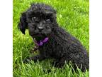 Adopt Savannah a Black Poodle (Miniature) / Mixed dog in New York, NY (41558792)