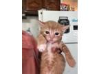Adopt Orange kittens!! (Other colors as well) a Orange or Red Domestic Shorthair