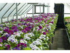 Business For Sale: Region's Top Greenhouse, Nursery For Sale
