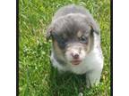 Pembroke Welsh Corgi Puppy for sale in Hillsville, VA, USA