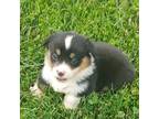 Pembroke Welsh Corgi Puppy for sale in Hillsville, VA, USA