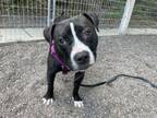 Adopt Patrick a Pit Bull Terrier, Mixed Breed