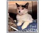 Adopt PARDI a Black & White or Tuxedo Domestic Shorthair (short coat) cat in