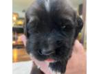Saint Bernard Puppy for sale in Surprise, AZ, USA