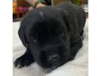 Saint Bernard Puppy for sale in Surprise, AZ, USA