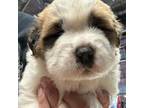 Saint Bernard Puppy for sale in Stewart, MN, USA
