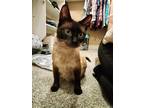 Adopt Sapphire a Domestic Shorthair / Mixed cat in Salt Lake City, UT (41558705)