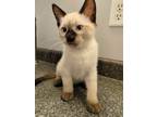 Adopt Ash a Domestic Shorthair / Mixed cat in Salt Lake City, UT (41558710)