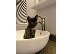 Adopt Midnight a Domestic Shorthair / Mixed cat in Salt Lake City, UT (41558706)
