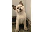 Adopt Jawn a Domestic Shorthair / Mixed cat in Salt Lake City, UT (41558708)