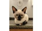 Adopt Ivy a Domestic Shorthair / Mixed cat in Salt Lake City, UT (41558707)