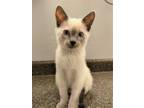 Adopt Autumn a Domestic Shorthair / Mixed cat in Salt Lake City, UT (41558709)