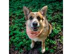 Adopt Laney a Shepherd (Unknown Type) / Mixed dog in Hot Springs Village