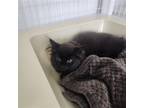 Adopt 24-02 Blackthorn a All Black Domestic Mediumhair / Mixed cat in St Helens
