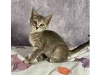 Adopt Thelma a Domestic Shorthair / Mixed (medium coat) cat in Magnolia