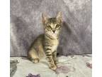 Adopt Louise a Domestic Shorthair / Mixed (short coat) cat in Magnolia