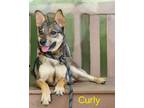 Adopt Curly a Swedish Vallhund / Mixed dog in Cambridge, MD (41558759)