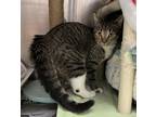 Adopt SheSha a Domestic Shorthair / Mixed (short coat) cat in Detroit