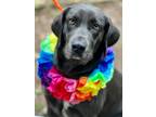 Adopt Reba a Labrador Retriever / Mixed dog in Jackson, MS (41558753)