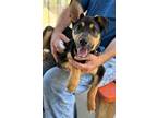 Adopt Winnie 2 a Mixed Breed (Medium) / Mixed dog in Killen, AL (41558692)