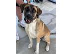 Adopt Titus a Mixed Breed (Medium) / Mixed dog in Killen, AL (41558691)