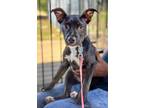 Adopt Minnie a Labrador Retriever / Mixed dog in Killen, AL (41558690)