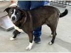 Adopt Jack a Mixed Breed (Medium) / Mixed dog in Killen, AL (41558689)