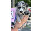 Adopt Ella a Mixed Breed (Medium) / Mixed dog in Killen, AL (41558687)