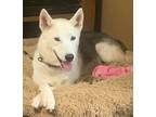 Adopt Anna Louise a Husky / Mixed dog in Killen, AL (41558683)
