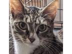 Adopt Rosie a Domestic Shorthair / Mixed (short coat) cat in New York