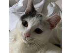Adopt Marshmallow a Domestic Shorthair / Mixed (short coat) cat in New York