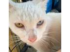 Adopt Meadow a Domestic Shorthair / Mixed (short coat) cat in New Braunfels