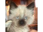 Adopt Felicity a Ragdoll / Mixed (long coat) cat in New Braunfels, TX (41558673)