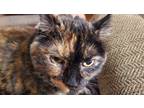 Adopt Cami a Black (Mostly) Calico / Mixed (medium coat) cat in Pittsburgh