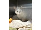 Adopt Betty Spaghetti a Domestic Shorthair / Mixed (short coat) cat in