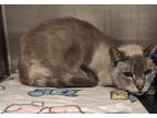 Adopt alice a Domestic Shorthair / Mixed (short coat) cat in Ocala