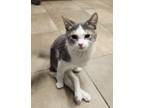 Adopt Tatyana (Petco) a Domestic Shorthair / Mixed (short coat) cat in Ocala