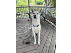 Adopt Tasha a Mixed Breed (Medium) / Mixed dog in Ocala, FL (41558742)