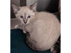 Adopt Sabal(Petsmart) a Domestic Shorthair / Mixed (short coat) cat in Ocala