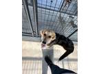 Adopt Paprika a Mixed Breed (Medium) / Mixed dog in Ocala, FL (41558739)