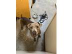 Adopt Justin Barkber a Mixed Breed (Medium) / Mixed dog in Ocala, FL (41558736)