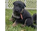 German Shepherd Dog Puppy for sale in Arvada, CO, USA