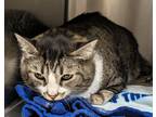 Adopt Charlie a Domestic Shorthair / Mixed (short coat) cat in Ocala