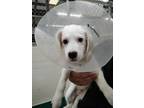 Adopt Bubba a Mixed Breed (Medium) / Mixed dog in Ocala, FL (41558731)