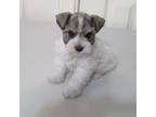 Schnauzer (Miniature) Puppy for sale in Thornton, IA, USA
