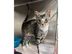 Adopt Dolly a Domestic Shorthair / Mixed (short coat) cat in Sebastian
