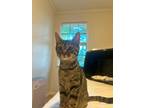 Adopt Rosalie a Domestic Shorthair / Mixed (short coat) cat in Hoover