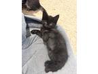 Adopt Craig a Domestic Shorthair / Mixed (short coat) cat in Hoover