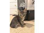 Adopt Carl a Domestic Shorthair / Mixed (short coat) cat in Hoover