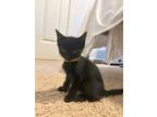 Adopt Austen a Domestic Shorthair / Mixed (short coat) cat in Hoover